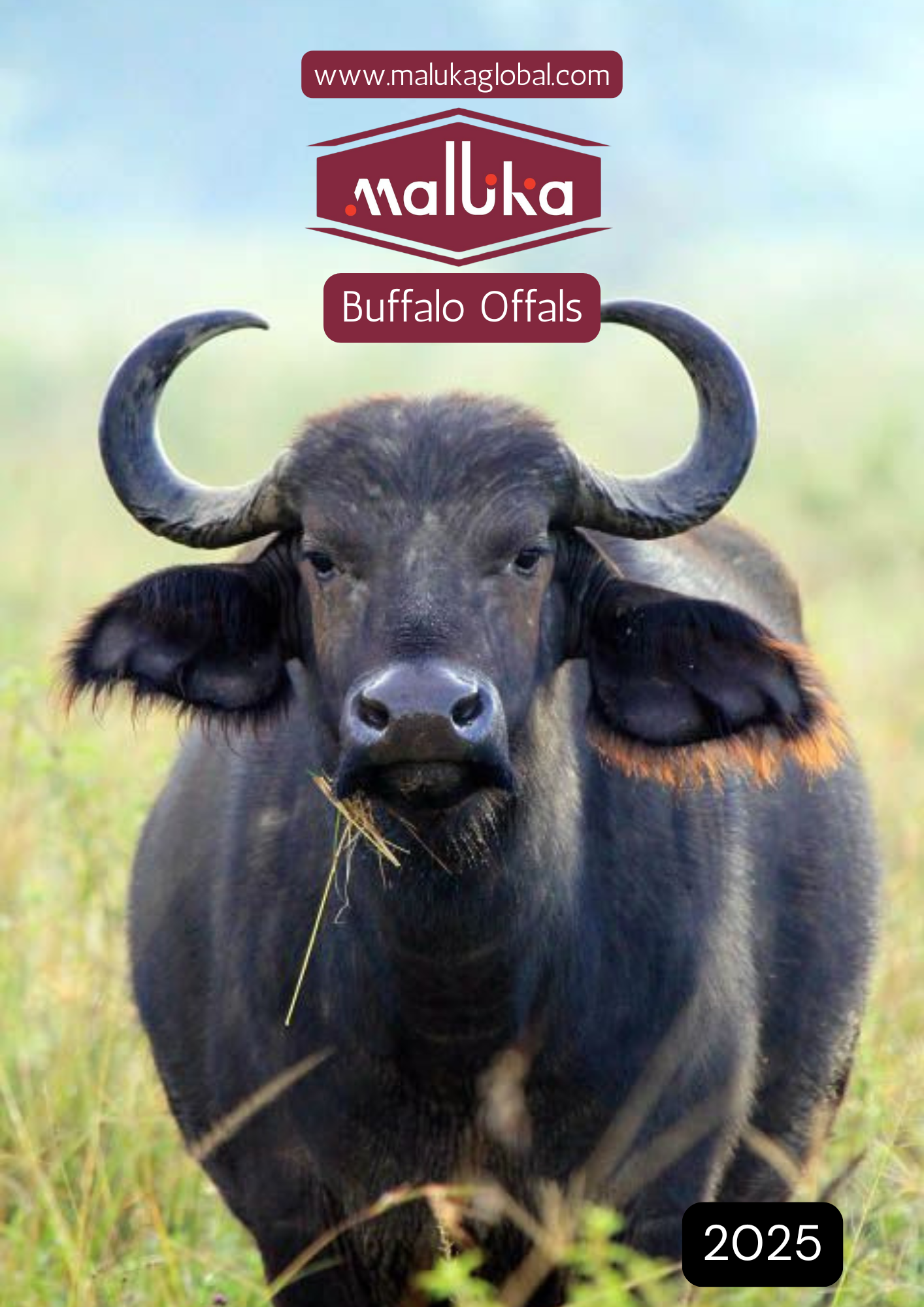 Buffalo